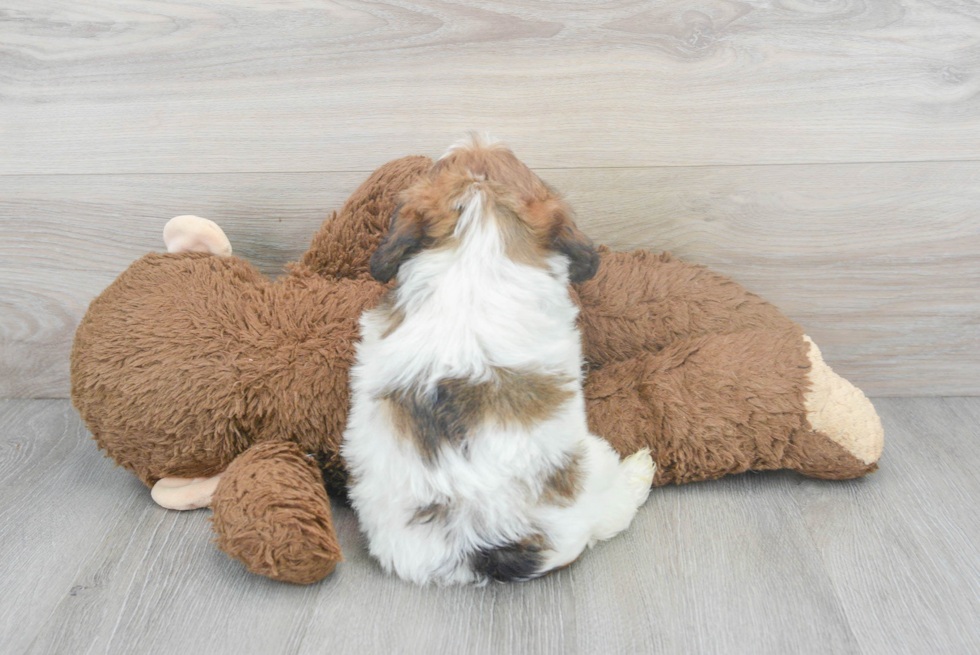 Fluffy Shih Poo Poodle Mix Pup