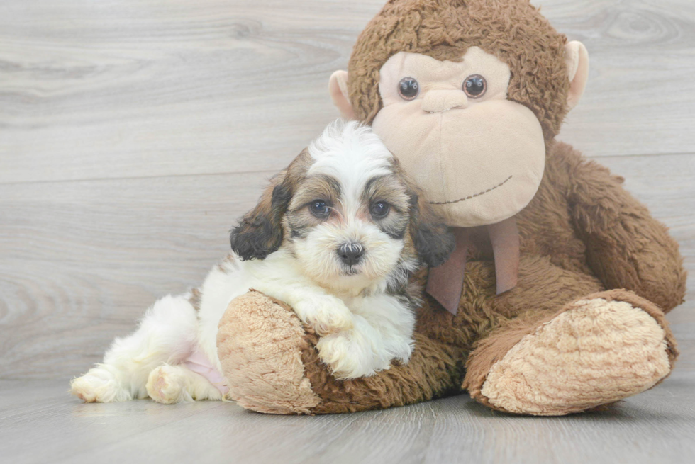 Shih Poo Pup Being Cute