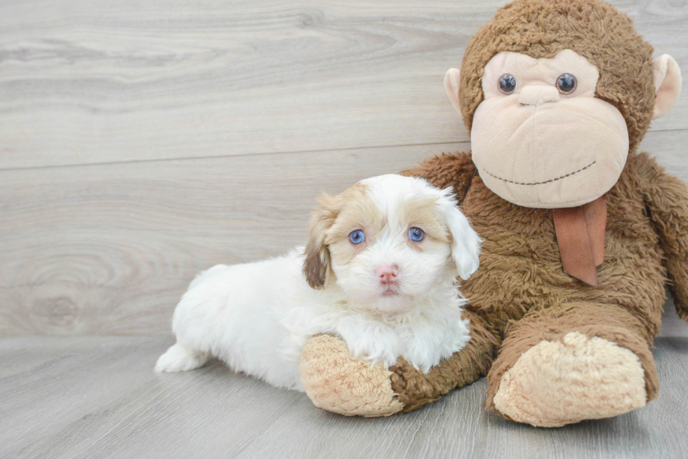 Shih Poo Puppy for Adoption