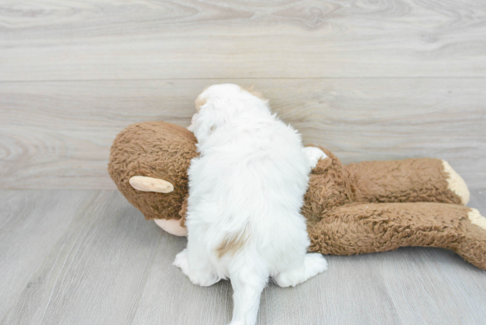 Cute Shih Poo Baby