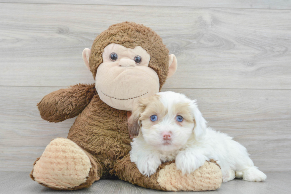 Best Shih Poo Baby