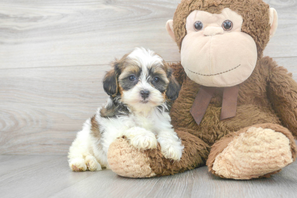 Shih Poo Pup Being Cute