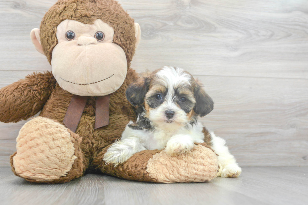 Energetic Shihpoo Poodle Mix Puppy