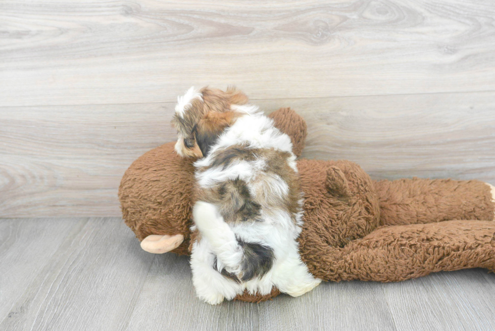 Shih Poo Pup Being Cute