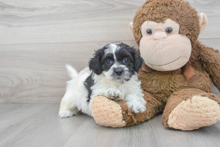 Hypoallergenic Shihpoo Poodle Mix Puppy