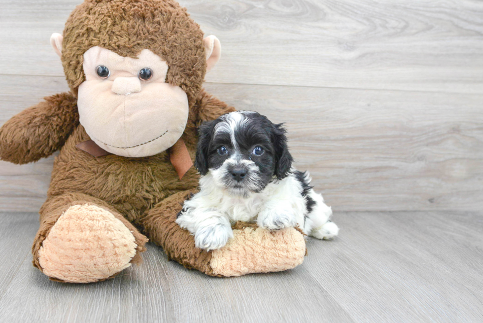 Best Shih Poo Baby