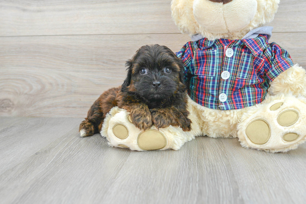 Shih Poo Pup Being Cute