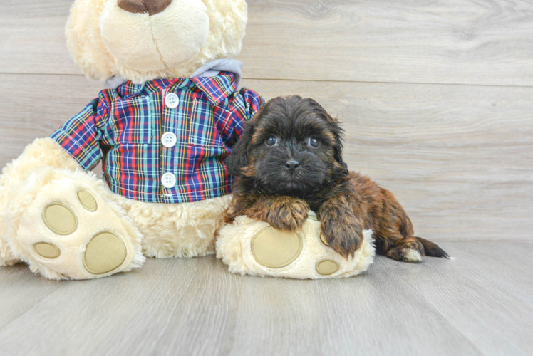 Playful Shihpoo Poodle Mix Puppy