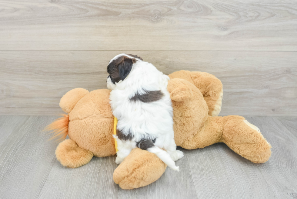 Shih Poo Pup Being Cute