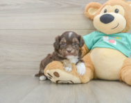 8 week old Shih Poo Puppy For Sale - Premier Pups