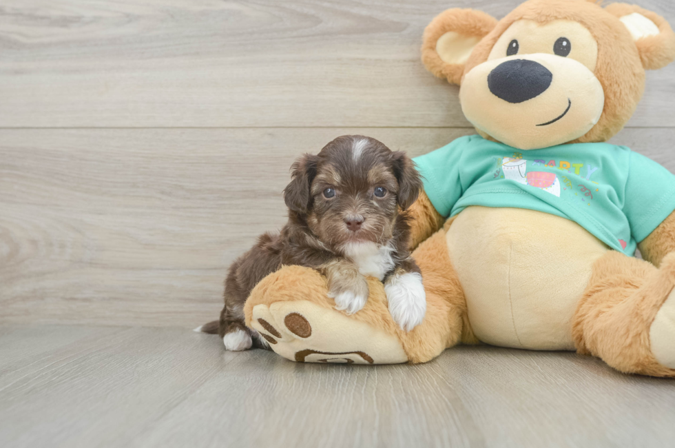 5 week old Shih Poo Puppy For Sale - Premier Pups