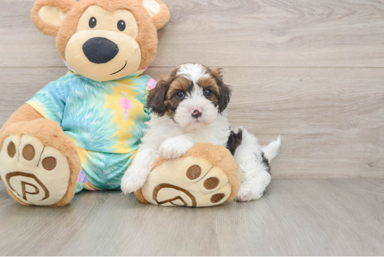 Little Shihpoo Poodle Mix Puppy