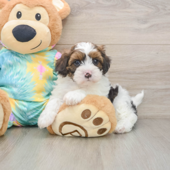 Little Shihpoo Poodle Mix Puppy
