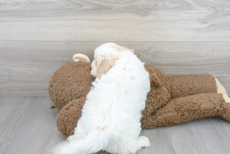 Adorable Shih Poo Poodle Mix Puppy