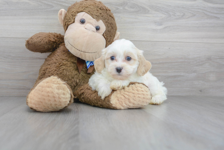 Shih Poo Pup Being Cute