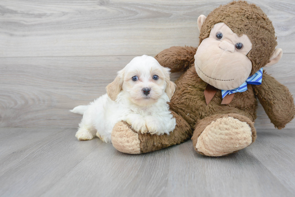 Shih Poo Puppy for Adoption