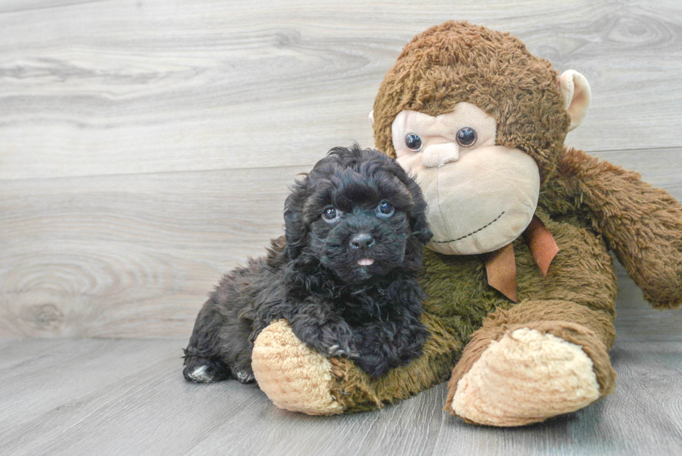 Shih Poo Pup Being Cute