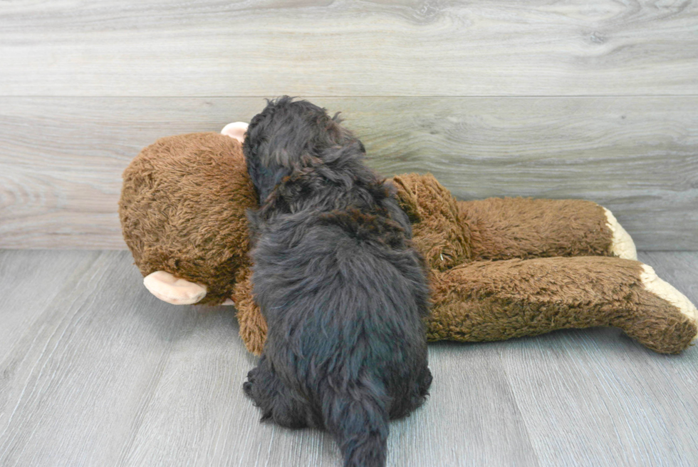 Popular Shih Poo Poodle Mix Pup