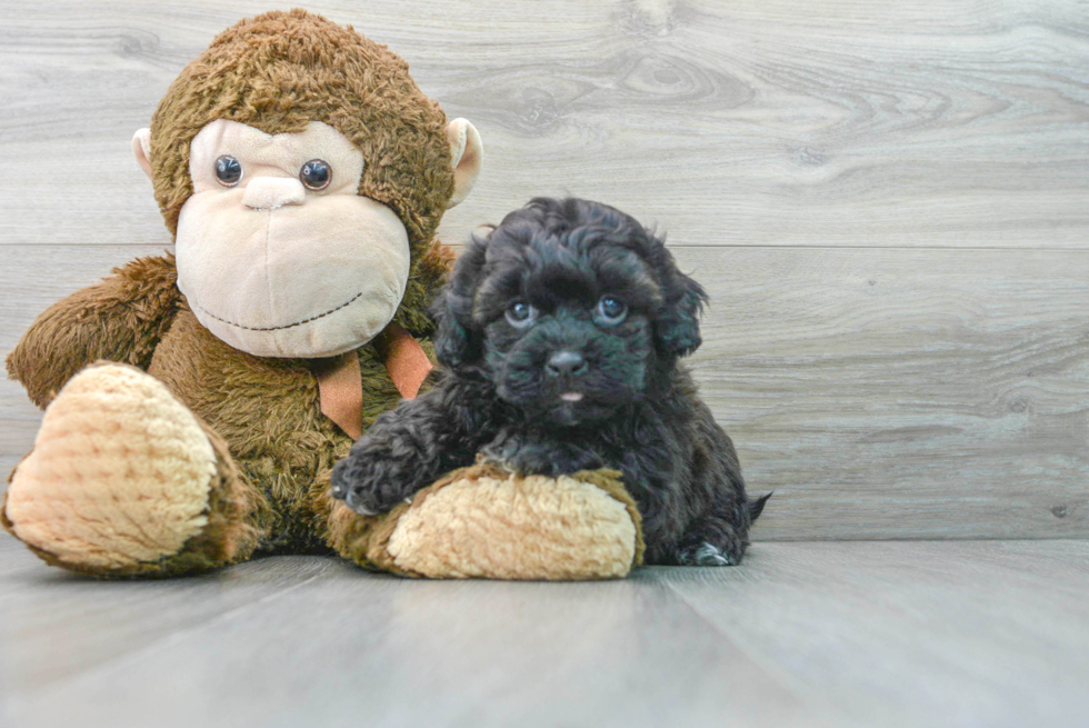 Friendly Shih Poo Baby