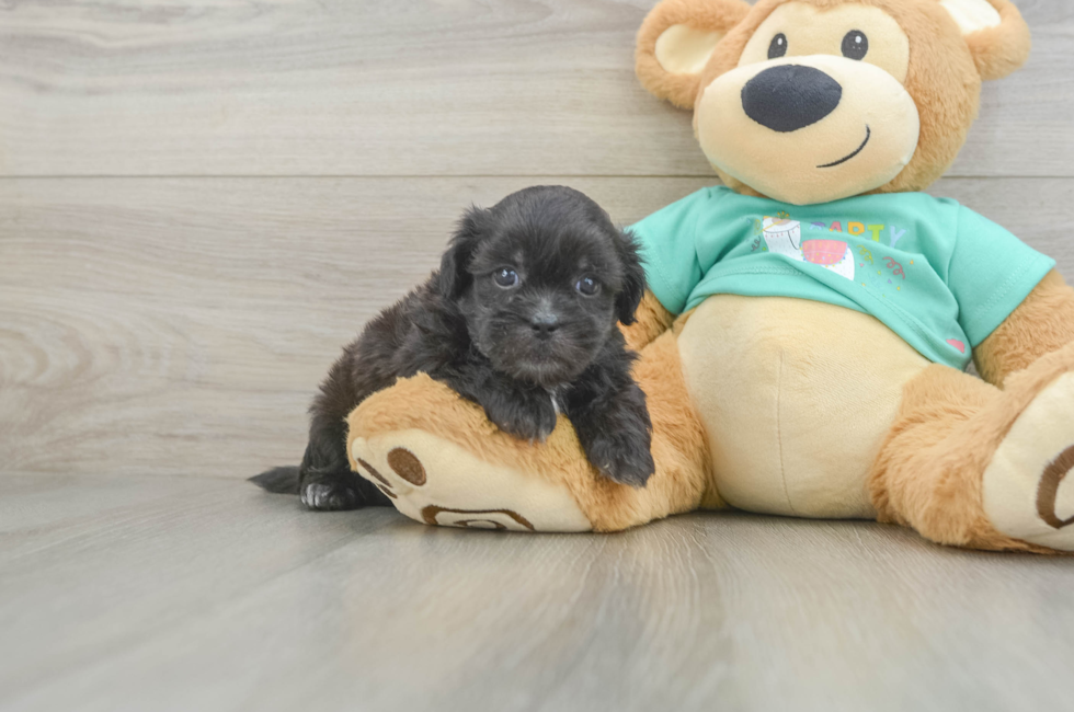 5 week old Shih Poo Puppy For Sale - Premier Pups