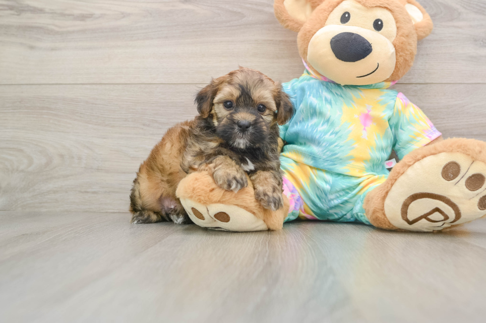 Little Shih Poo Poodle Mix Puppy