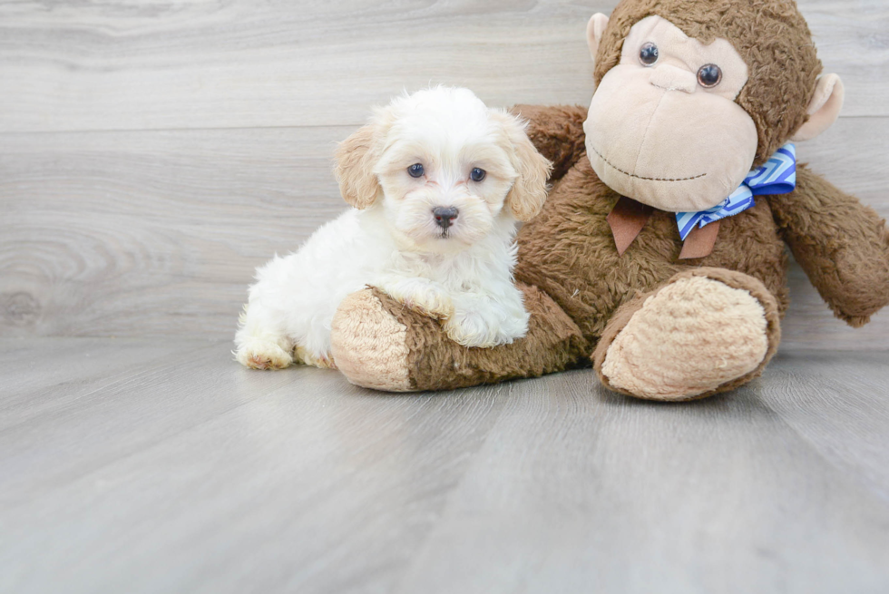 Popular Shih Poo Poodle Mix Pup