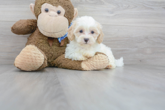 Shih Poo Puppy for Adoption