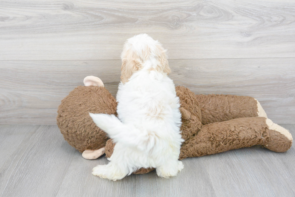 Shih Poo Pup Being Cute