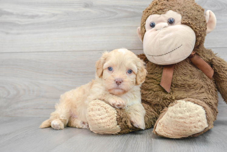 Shih Poo Pup Being Cute