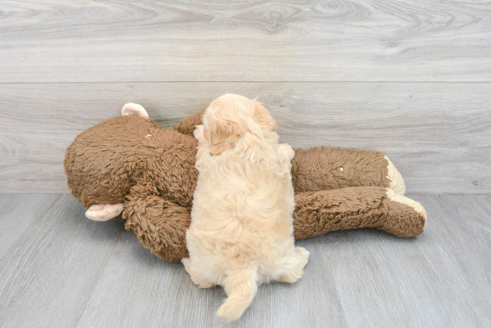 Shih Poo Puppy for Adoption