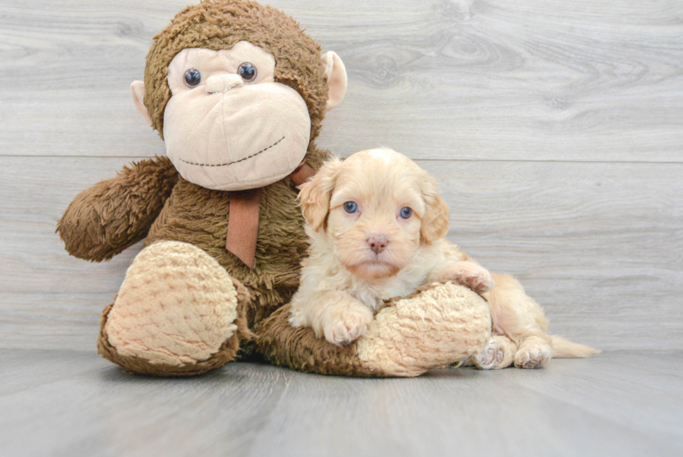 Shih Poo Puppy for Adoption