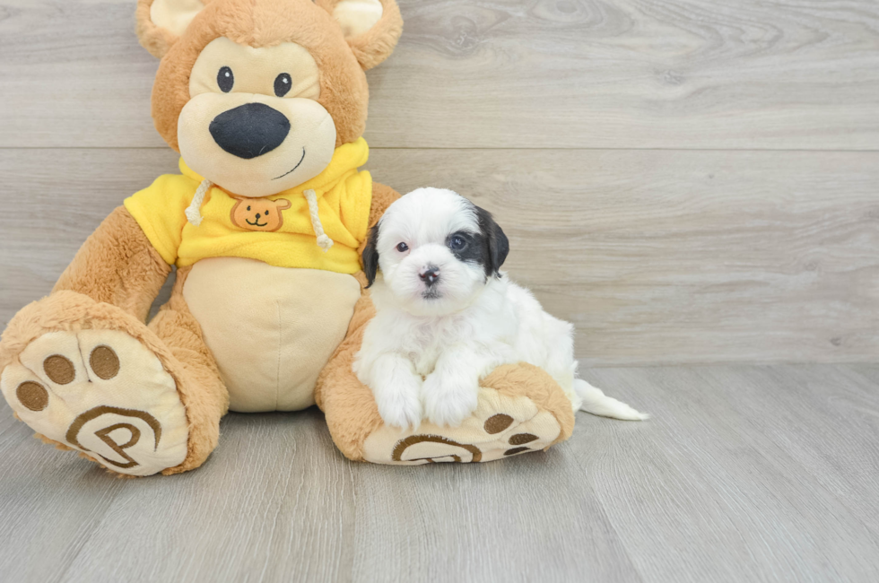 7 week old Shih Poo Puppy For Sale - Premier Pups