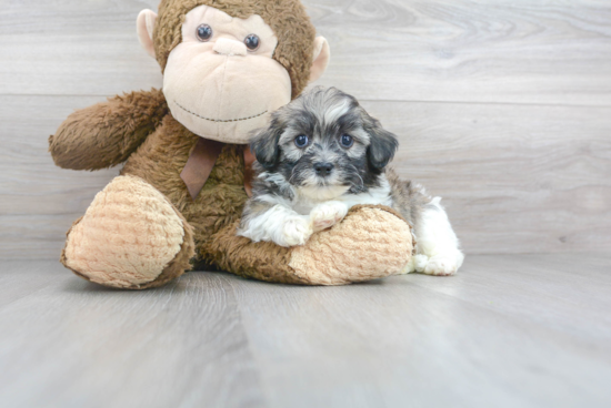 Happy Shih Poo Baby