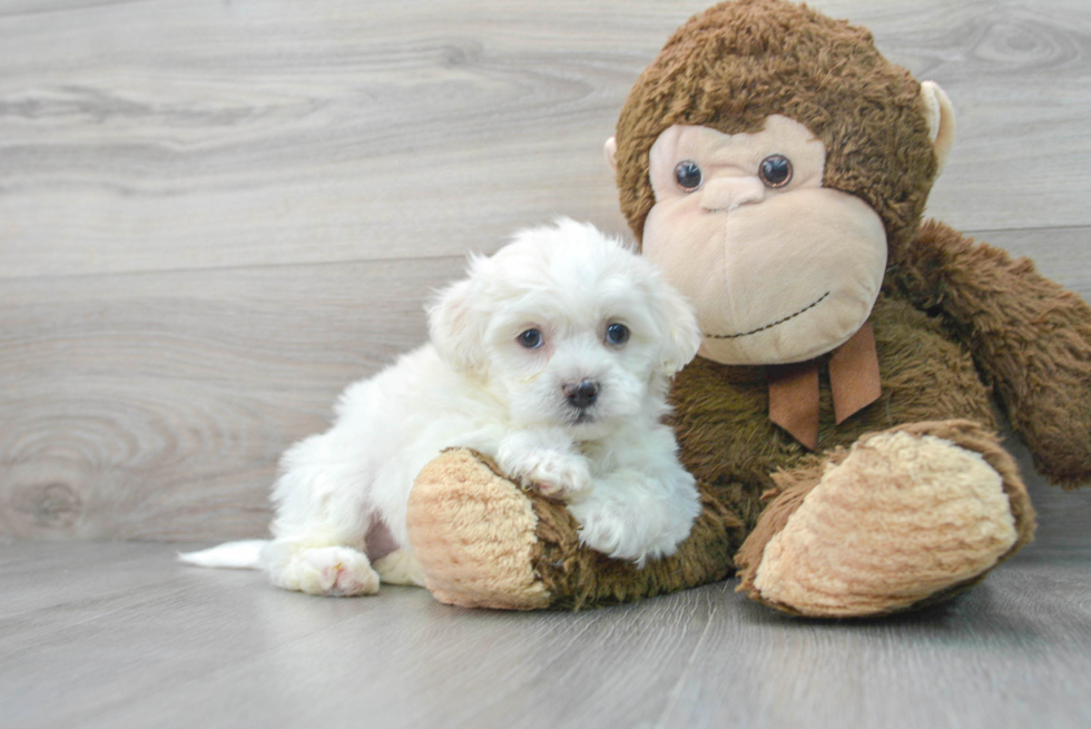 Small Shih Poo Baby