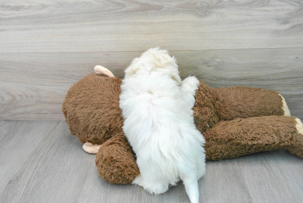 Popular Shih Poo Poodle Mix Pup