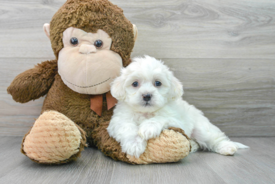 Little Shih Poo Poodle Mix Puppy