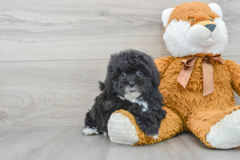 Best Shih Poo Baby