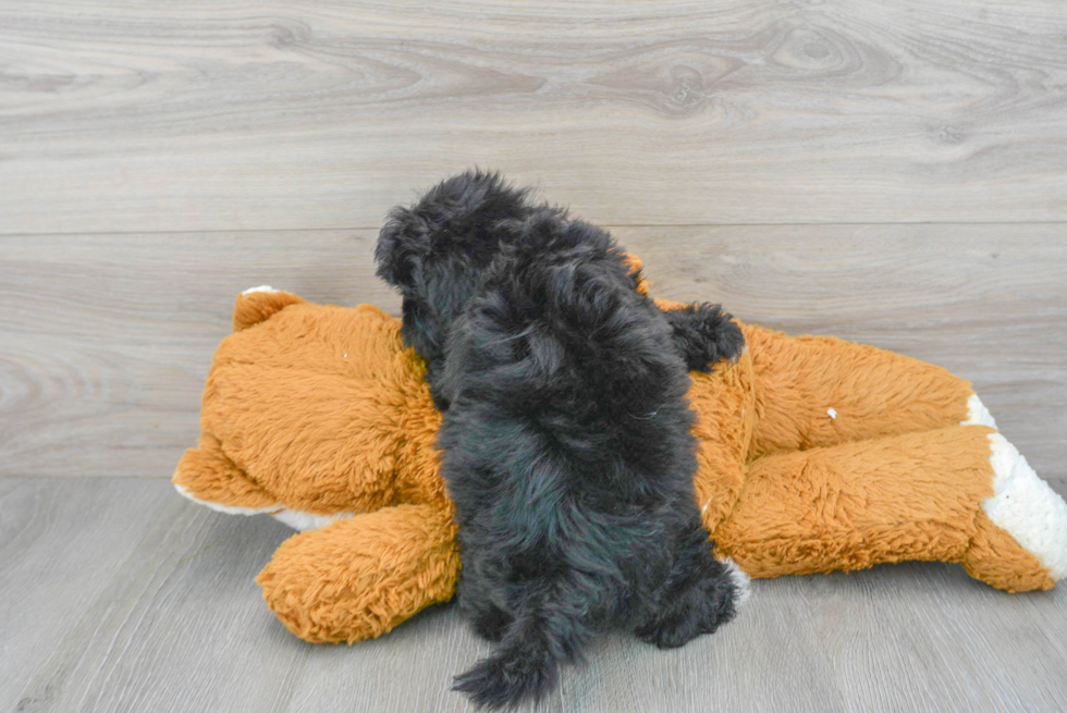 Best Shih Poo Baby