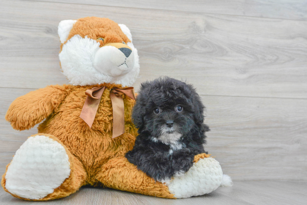 Shih Poo Puppy for Adoption