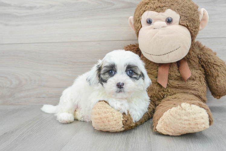 Shih Poo Pup Being Cute