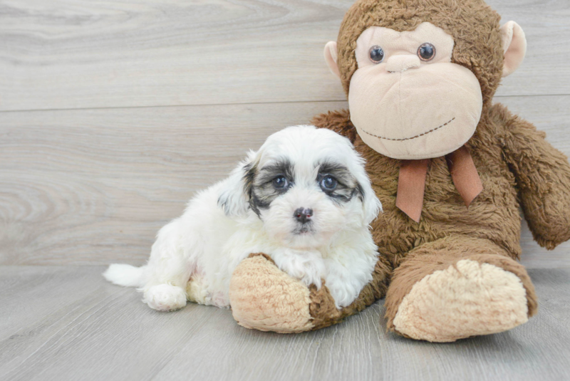 Meet Tonya - our Shih Poo Puppy Photo 1/3 - Premier Pups