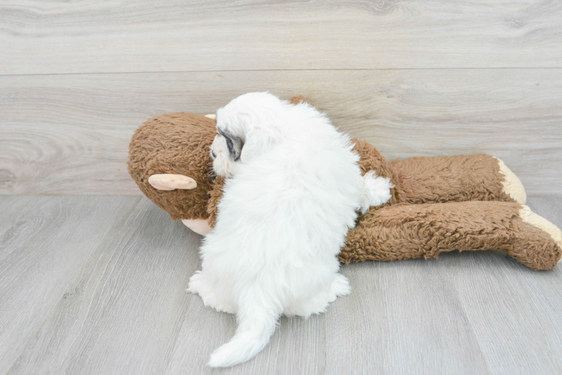 Meet Tonya - our Shih Poo Puppy Photo 2/3 - Premier Pups