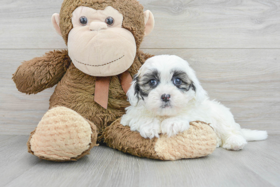 Shih Poo Pup Being Cute