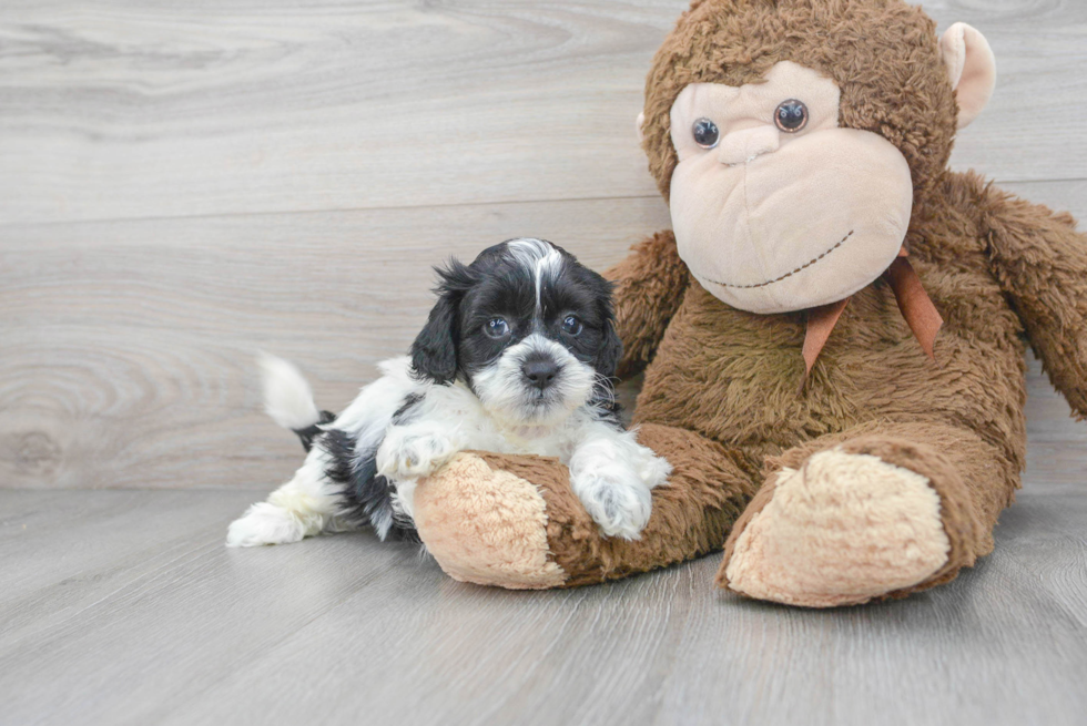 Shih Poo Puppy for Adoption