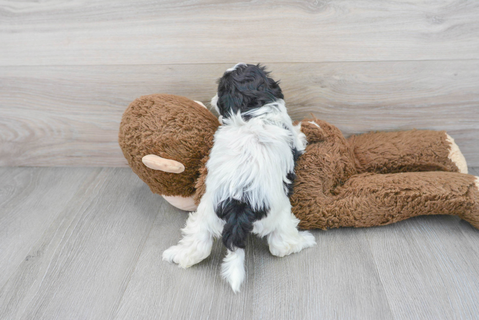 Best Shih Poo Baby