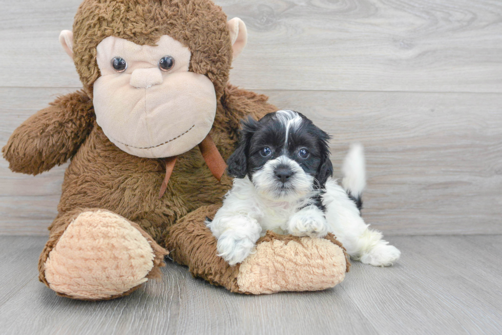 Shih Poo Puppy for Adoption