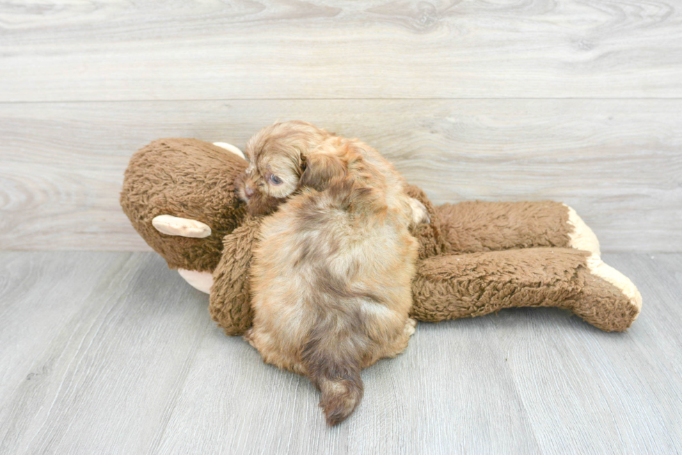 Shih Poo Puppy for Adoption