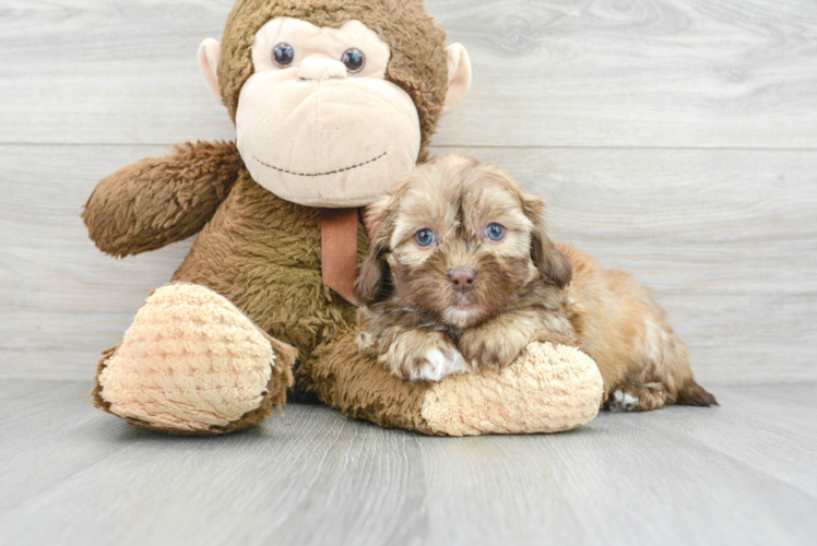 Playful Shihpoo Poodle Mix Puppy