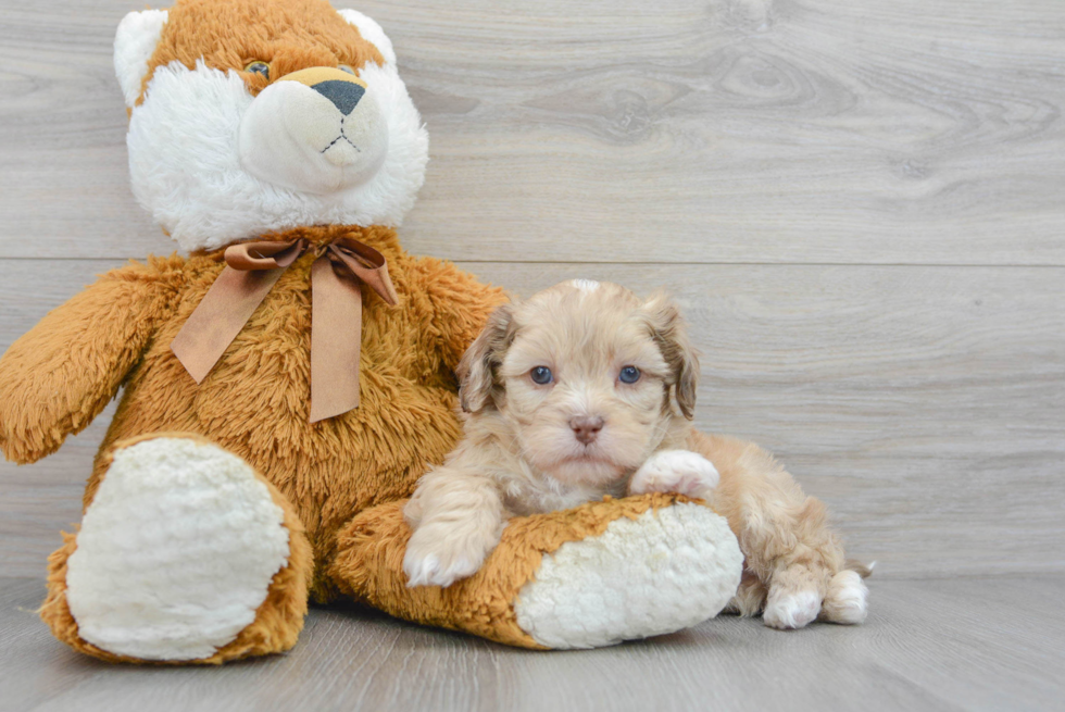 Best Shih Poo Baby