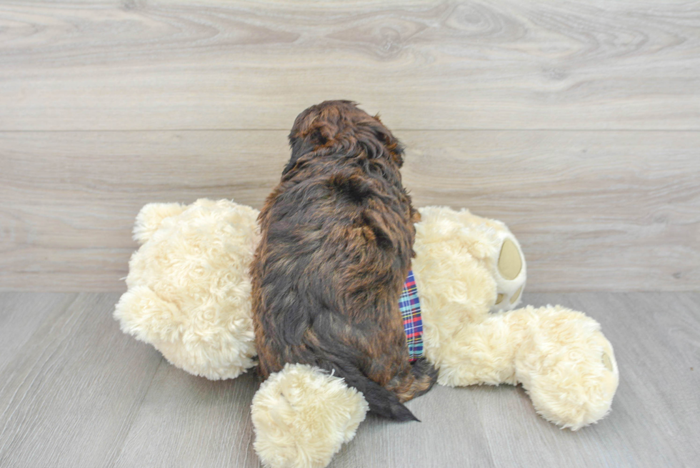 Shih Poo Puppy for Adoption